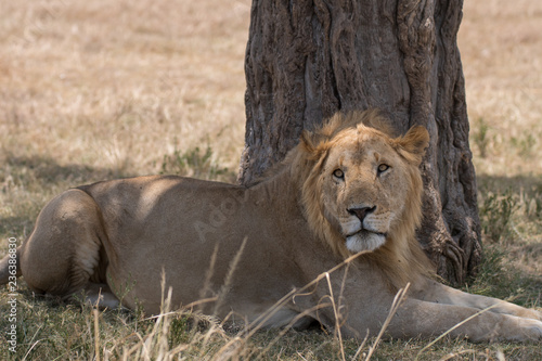 Fototapeta Naklejka Na Ścianę i Meble -  lion under the tree