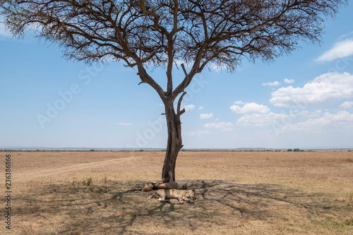 Fototapeta Naklejka Na Ścianę i Meble -  sleeping lions under the trees