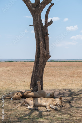 Fototapeta Naklejka Na Ścianę i Meble -  sleeping lions under the trees