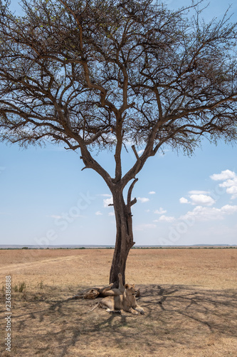 Fototapeta Naklejka Na Ścianę i Meble -  sleeping lions under the trees
