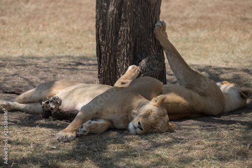 Fototapeta Naklejka Na Ścianę i Meble -  sleeping lions under the trees