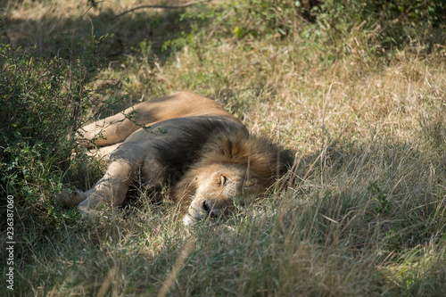 Fototapeta Naklejka Na Ścianę i Meble -  sleeping lions under the trees