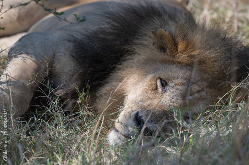 Fototapeta Naklejka Na Ścianę i Meble -  sleeping lions under the trees