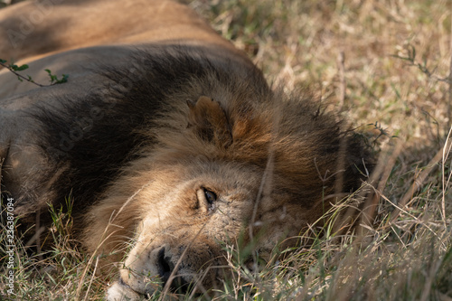 Fototapeta Naklejka Na Ścianę i Meble -  sleeping lions under the trees