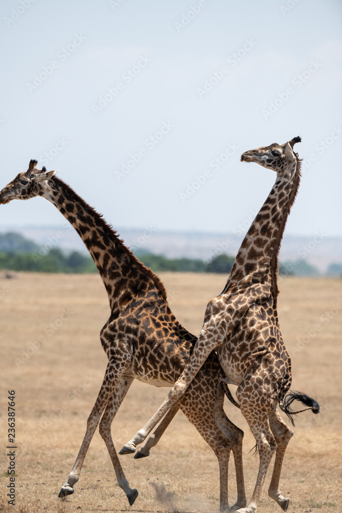 Naklejka premium giraffe couple mating
