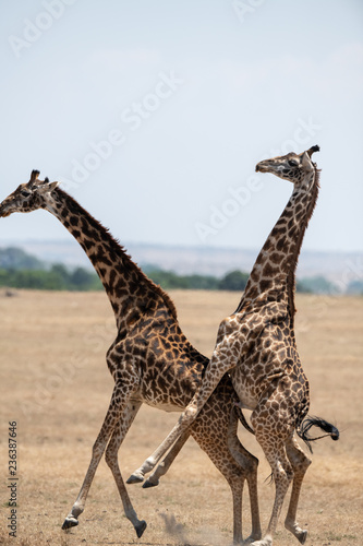 giraffe couple mating