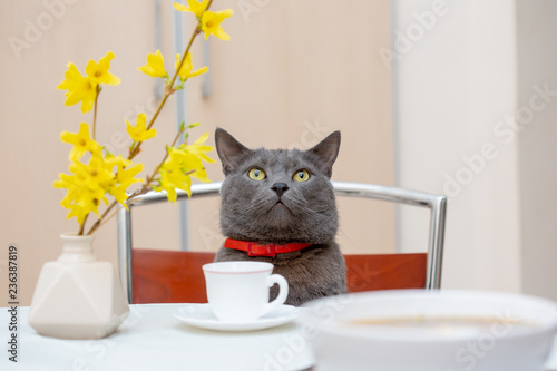 Drinking tea together with adorable grey cat