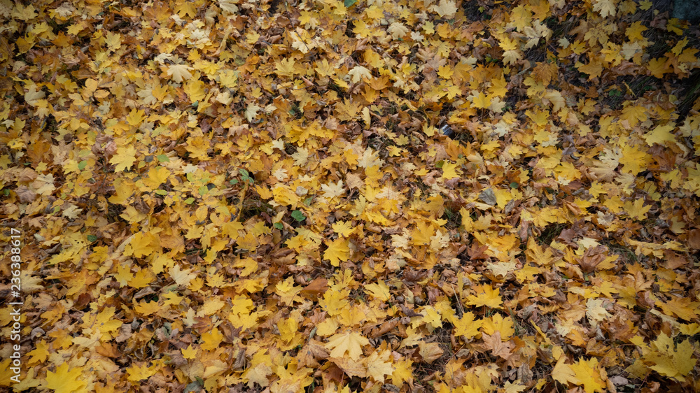 autumn forest, yellow trees, leaves autumn forest, yellow trees, leaves