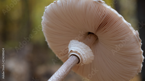 amanita, forest, mushrooms