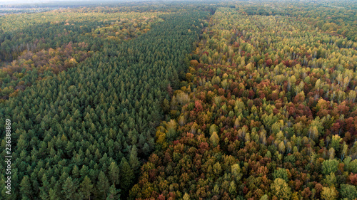 autumn forest, yellow trees, from the air