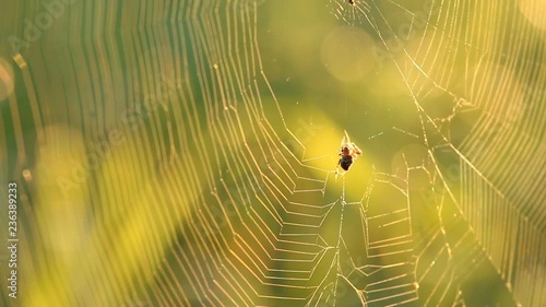 Spider web with sunlight under bamboo tree
