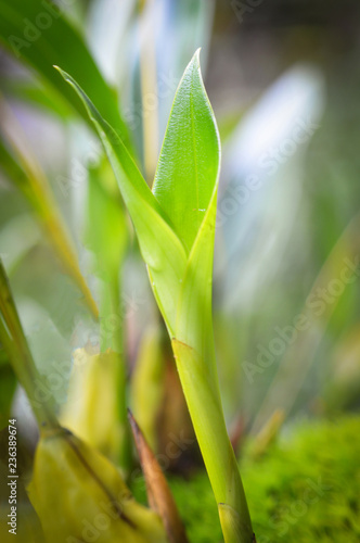 orchid leaves grow on the tree in the forest