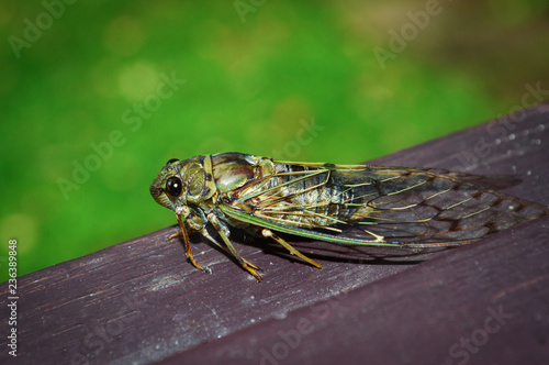 Cicada Bug , Cicada insect on wood on Green background.