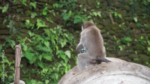 Bali Monkey (Macaque) playing with a plastic bottle in slowmotion photo