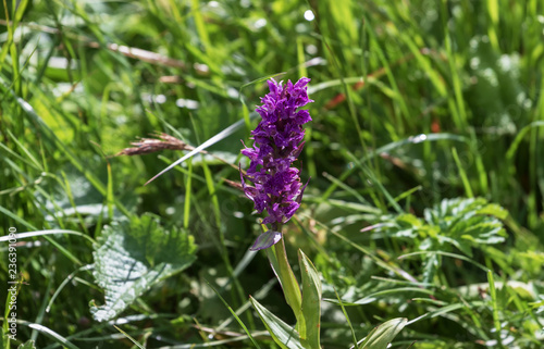 Subalpine wild flowers sommer.