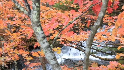 Colorful maple leaf in autumn landscape with bright colorful leaves.