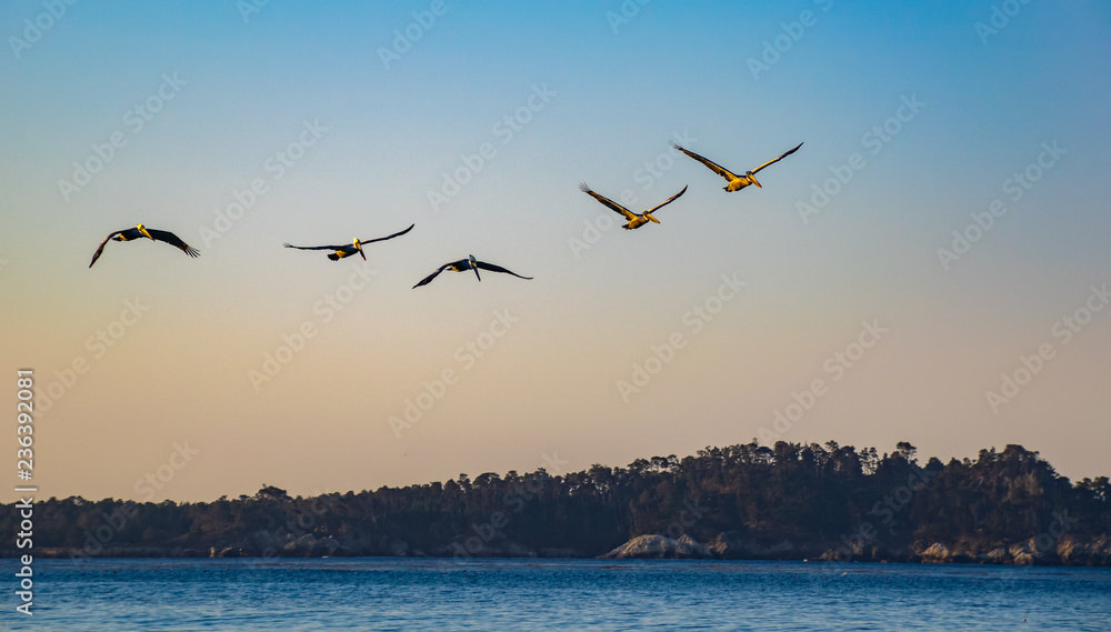 Flight of the Pelicans at Carmel Beach