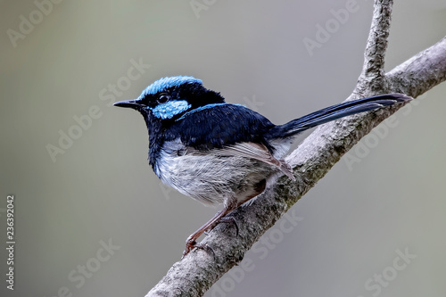 Εκτύπωση καμβά Superb Fairywren male (Malurus cyaneus)