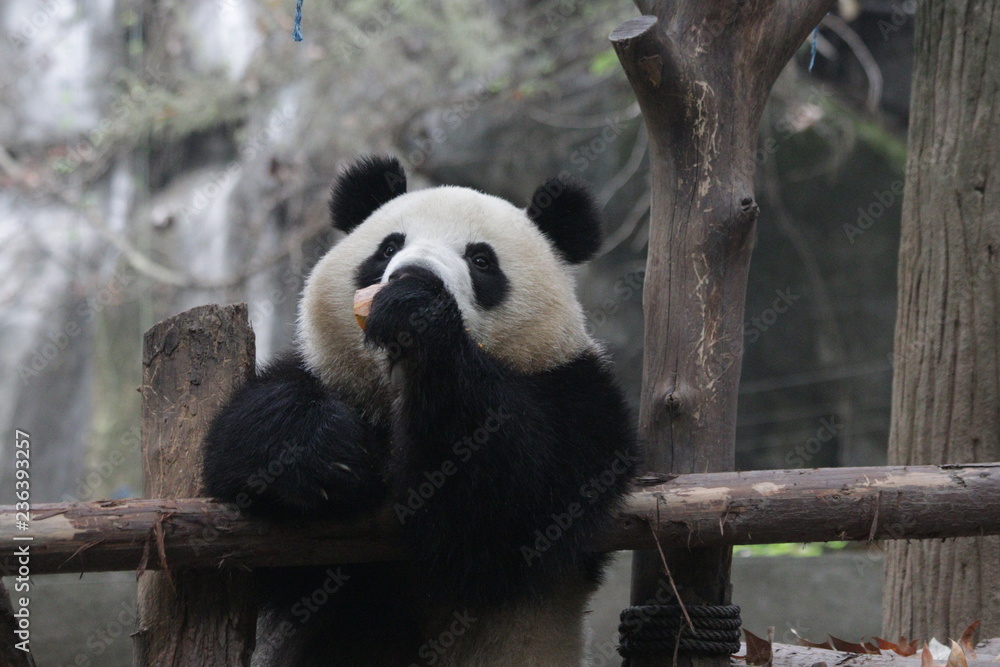 Fototapeta premium Little Cute Panda Cub eating Pumpkin, Chengdu, China