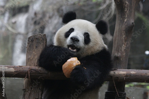 Little Cute Panda Cub eating Pumpkin, Chengdu, China