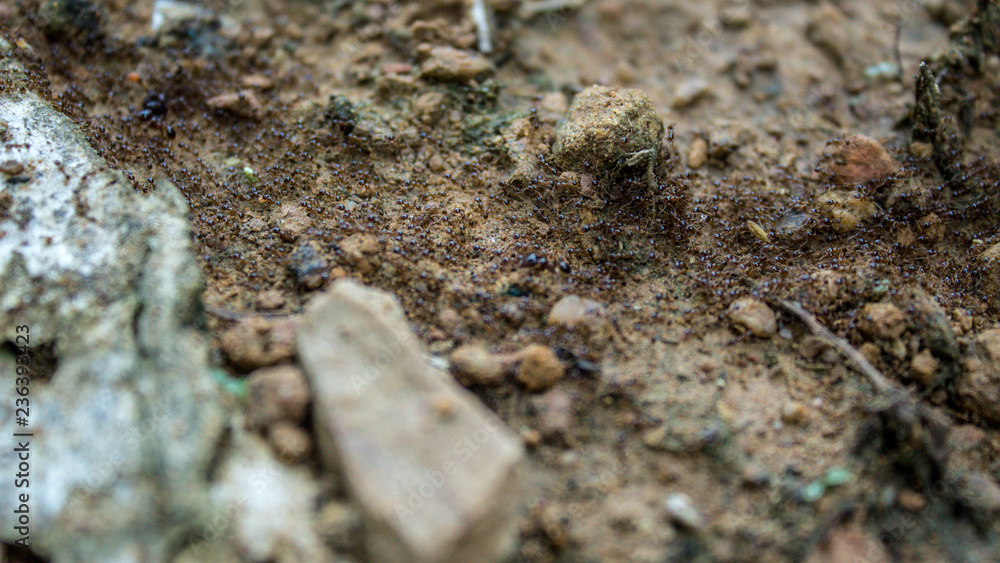 Red imported fire ant,Action of fire ant Red imported fire ant,Action of fire ant