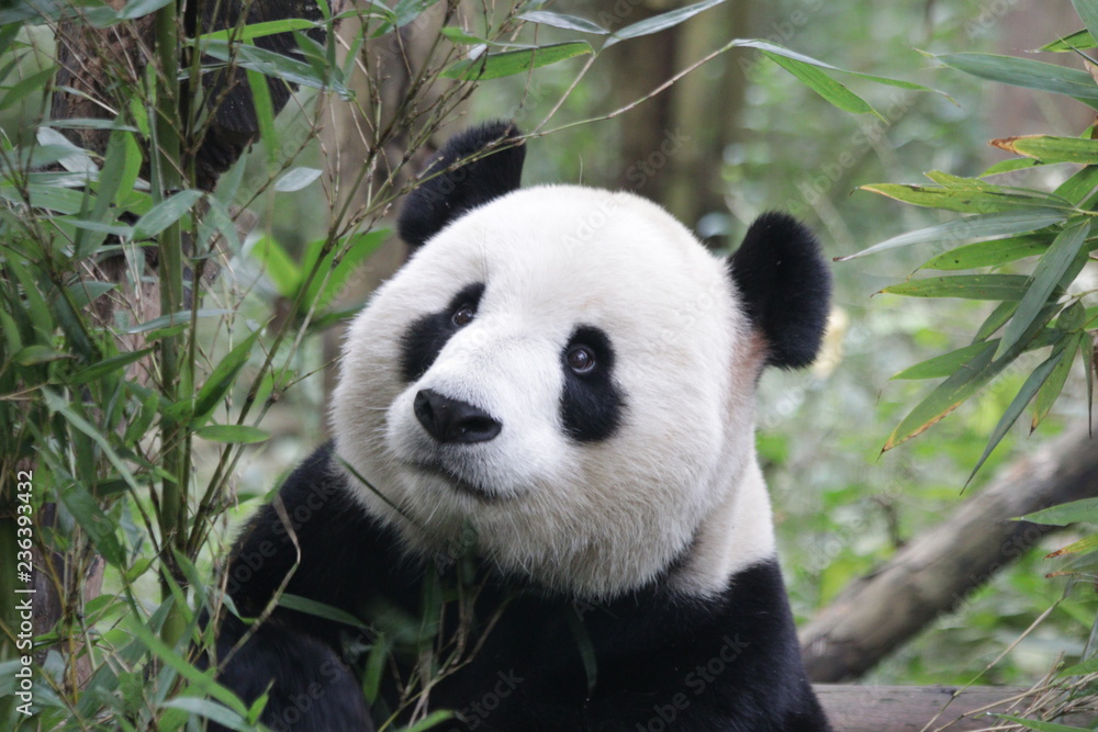 Cute Giant Panda in China Cute Giant Panda in China