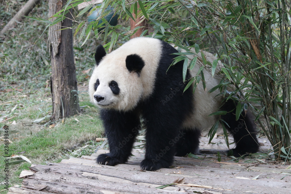 Funny Giant Panda Cub name Yuan Run, Chengdu, China