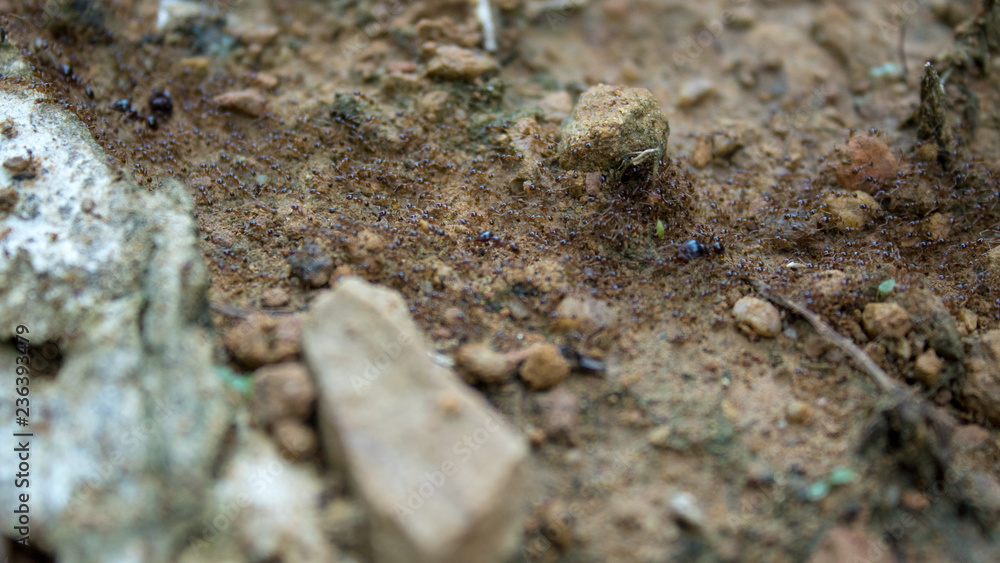 Red imported fire ant,Action of fire ant Red imported fire ant,Action of fire ant