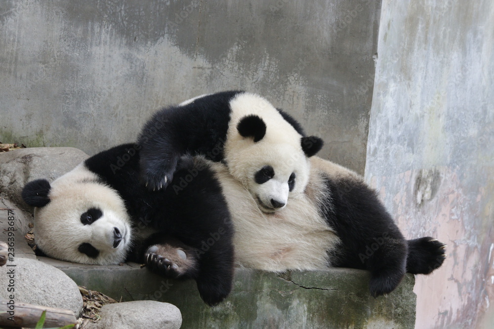Precioud Moent of Love, Mother Panda and her Cub, Little cub is trying to wake up her mom, Chengdu, China
