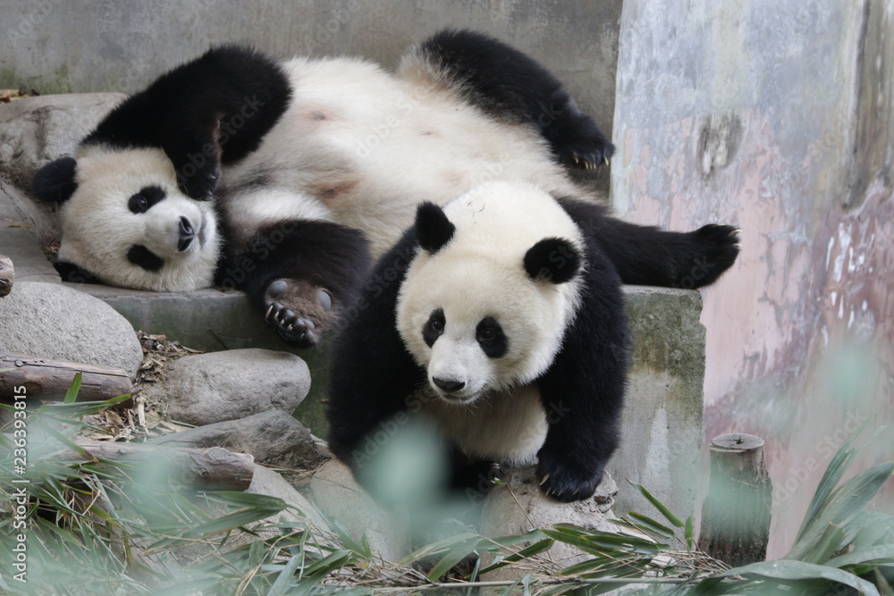 Fototapeta premium Panda Cub and Mother Panda, Chengdu, China