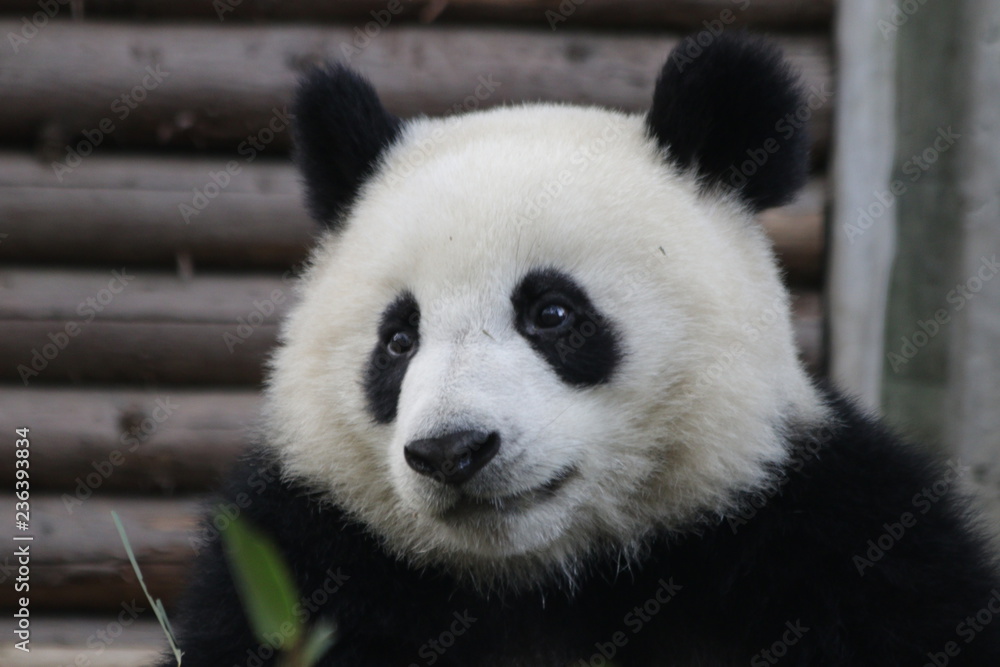 Bright Eyes of Little Panda Cub, China Bright Eyes of Little Panda Cub, China