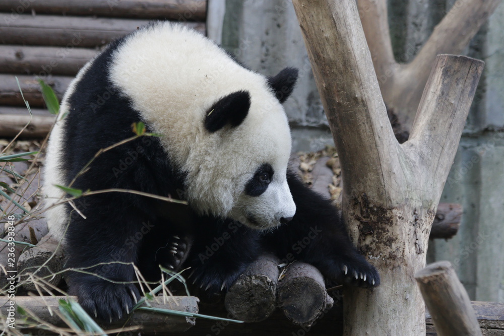 Bright Eyes of Little Panda Cub, China