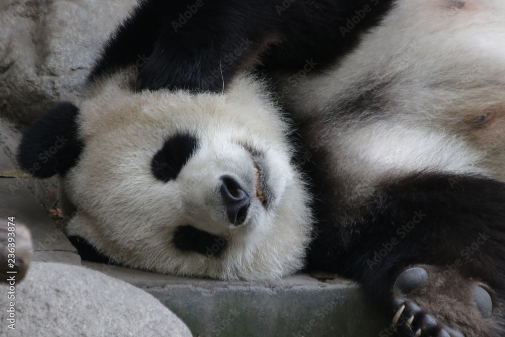 Obraz premium Clsoe up Sleeping Mother Panda whne she is taking a break from playing with her cub, Chengdu, China