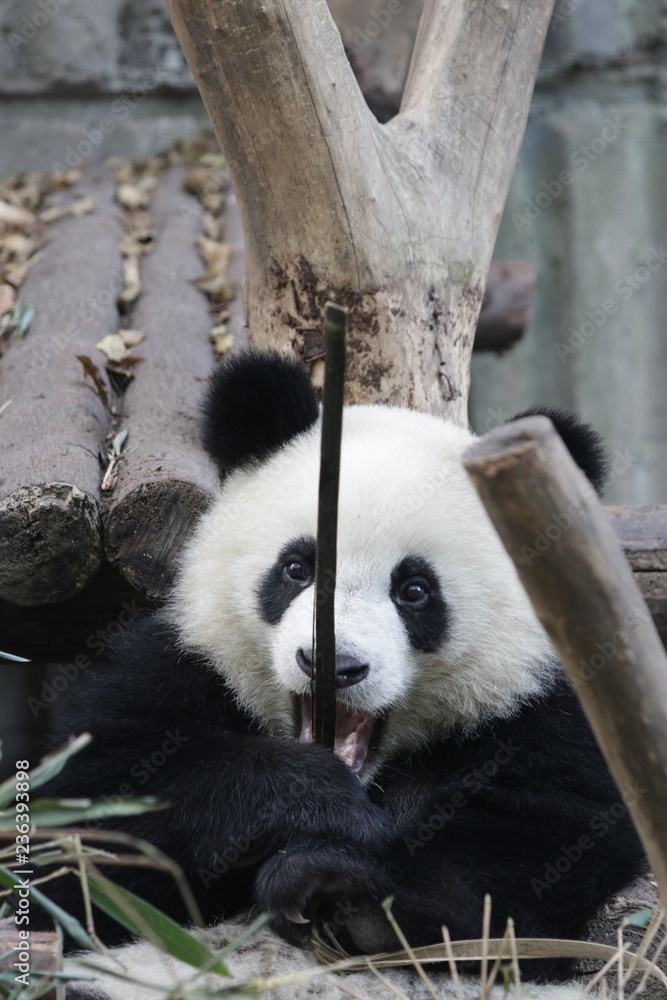 This Little Panda Cub is Having Fun on Playing with a Bamboo Stick, Chengdu Panda Base, China This Little Panda Cub is Having Fun on Playing with a Bamboo Stick, Chengdu Panda Base, China