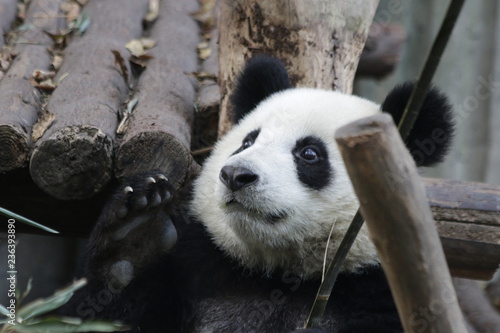 Fototapeta Naklejka Na Ścianę i Meble -  This Little Panda Cub is Having Fun on Playing with a Bamboo Stick, Chengdu Panda Base, China