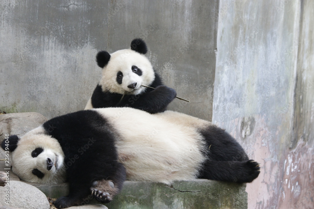 Precious Moment, Bonding of Love, Mother Panda is Playing with her Cub Gently, Chengdu, China