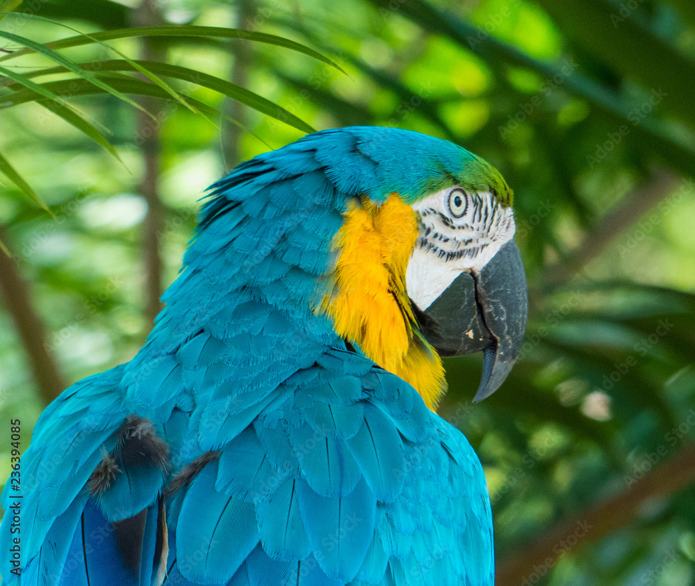 Obraz premium blue and gold macaw