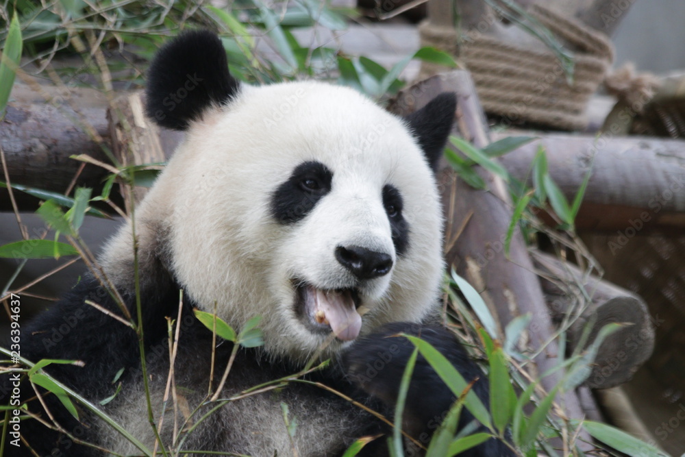 Obraz premium Beautiful Sweet Female Giant Panda, China