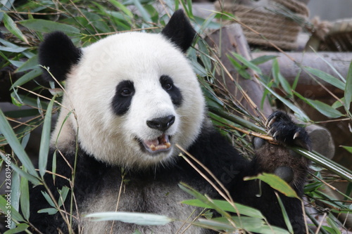 Fototapeta Naklejka Na Ścianę i Meble -  Beautiful Sweet Female Giant Panda, China
