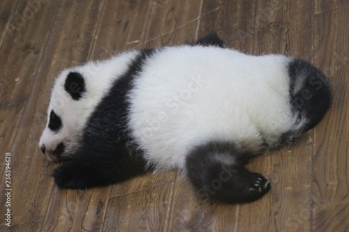 Little Baby Panda in the Nursery