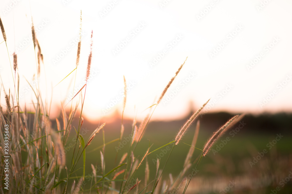 Naklejka trawa na wietrze