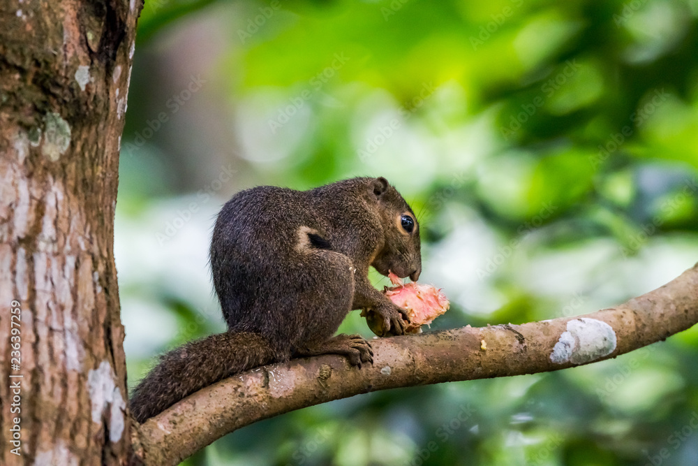 Plantain squirrel in Singapore Plantain squirrel in Singapore