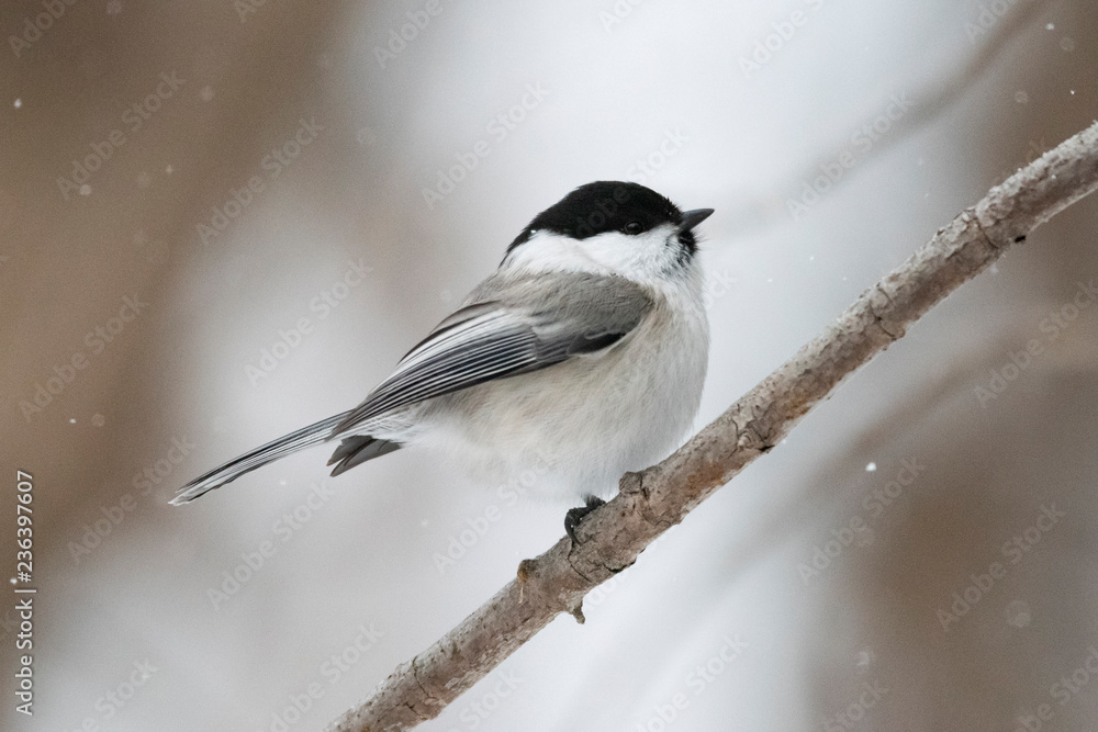 The willow tit (Poecile montanus) is a passerine bird in the tit family, Paridae The willow tit (Poecile montanus) is a passerine bird in the tit family, Paridae