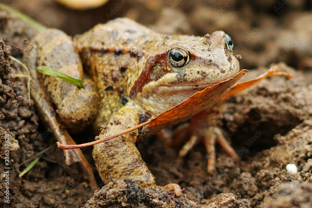 Obraz premium Frog and autumn leaf