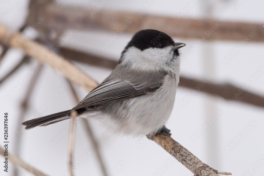 Obraz premium The willow tit (Poecile montanus) is a passerine bird in the tit family, Paridae