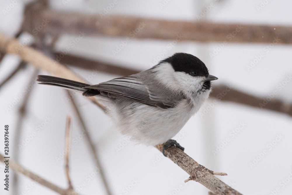 Naklejka premium The willow tit (Poecile montanus) is a passerine bird in the tit family, Paridae