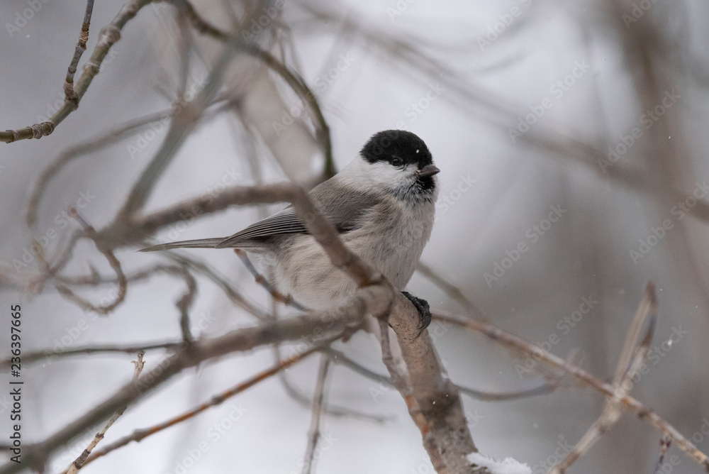 The willow tit (Poecile montanus) is a passerine bird in the tit family, Paridae The willow tit (Poecile montanus) is a passerine bird in the tit family, Paridae