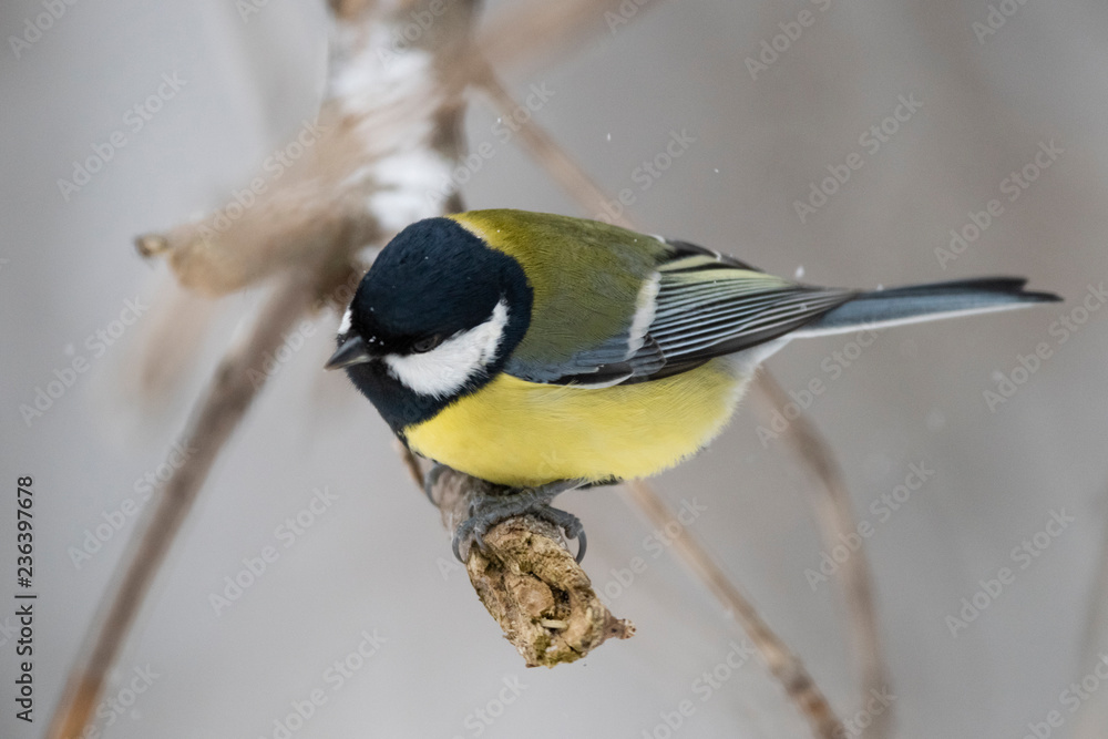 Great tit (Parus major) - a bird of the titmouse family in its natural environment with natural light, close-up. Great tit (Parus major) - a bird of the titmouse family in its natural environment with natural light, close-up.