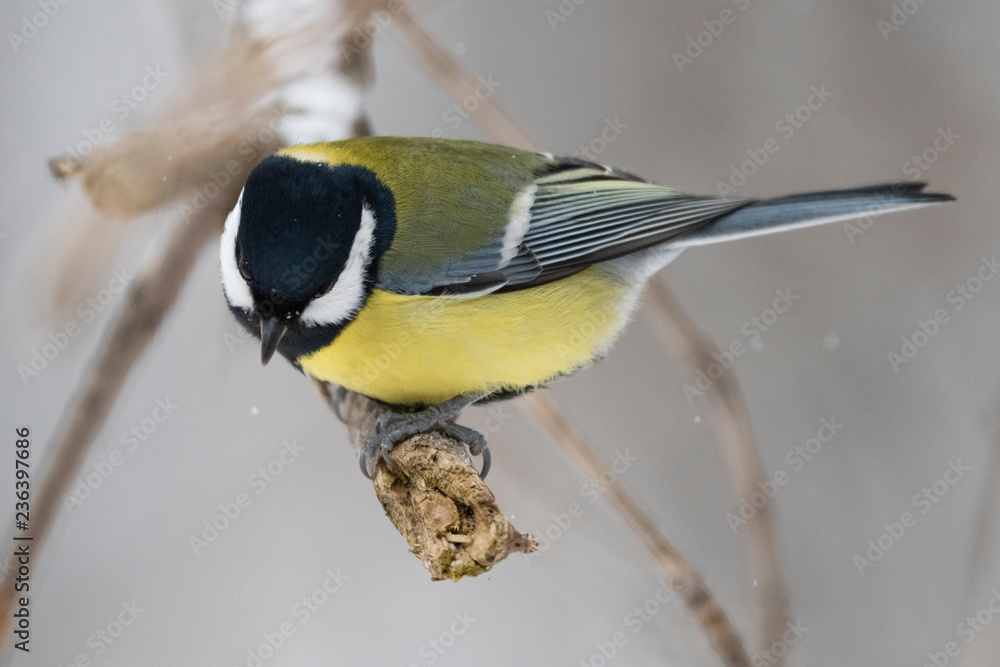 Obraz premium Great tit (Parus major) - a bird of the titmouse family in its natural environment with natural light, close-up.