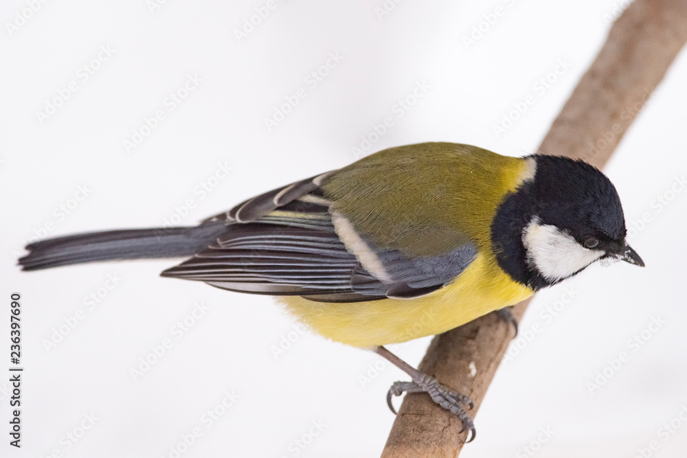 Obraz premium Sikora bogatka (Parus major) - ptak z rodziny sikorkowatych w naturalnym środowisku z naturalnym światłem, z bliska.